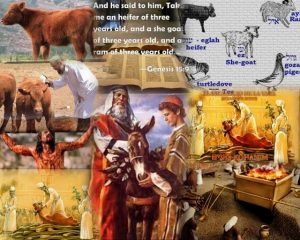 heifer1 Collage (640x512)